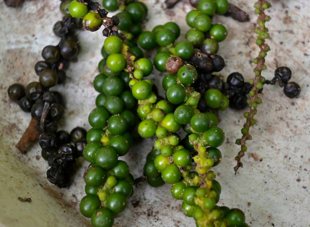 Como usar pimenta do reino branca em receitas