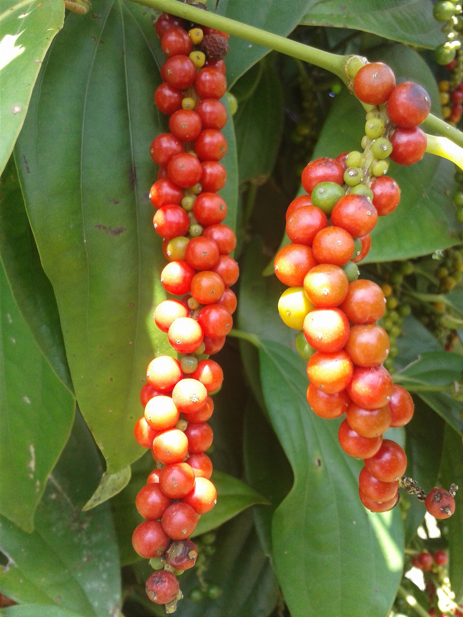 Diferenças e usos culinários: pimenta do reino preta vs. branca