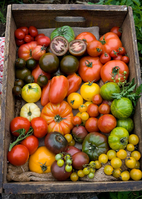 Tomate caqui: O segredo dos melhores hambúrgueres