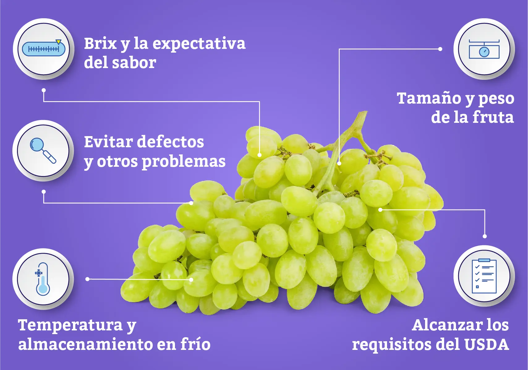 Diferenças entre uvas de mesa e uvas para vinho