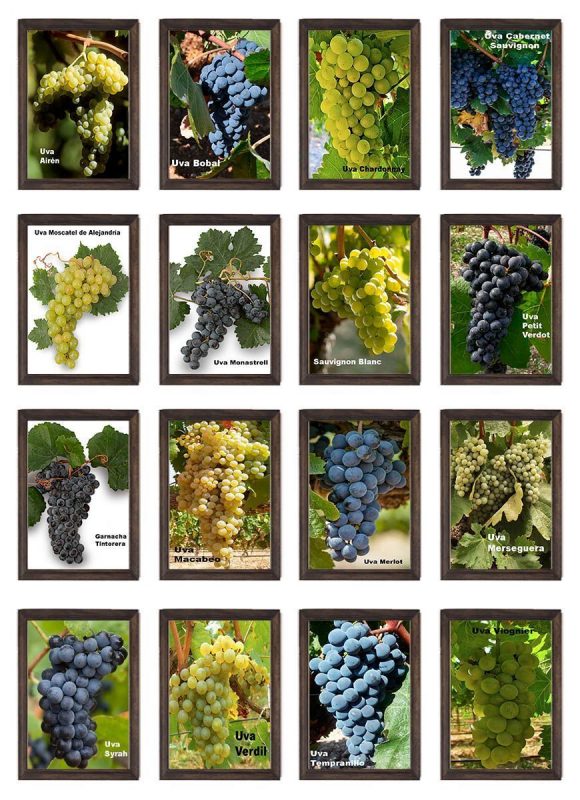 Guia de cultivo de uvas de mesa em casa