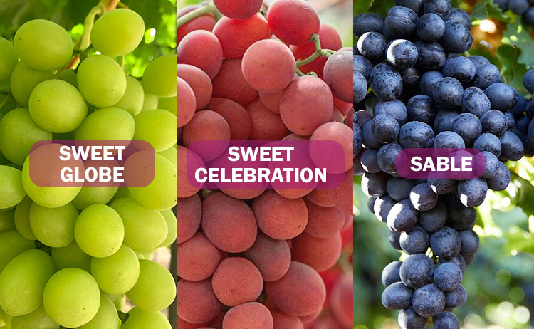 tipos de uva de mesa