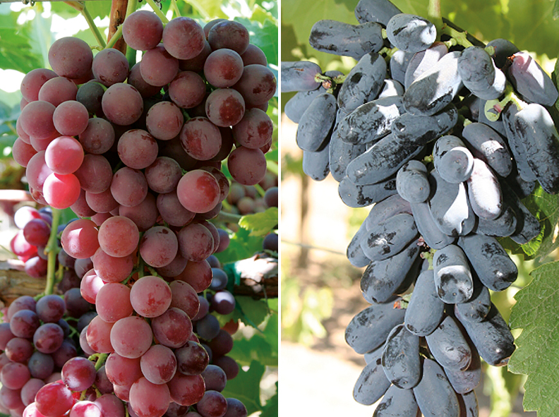 Receitas fáceis com uvas de mesa