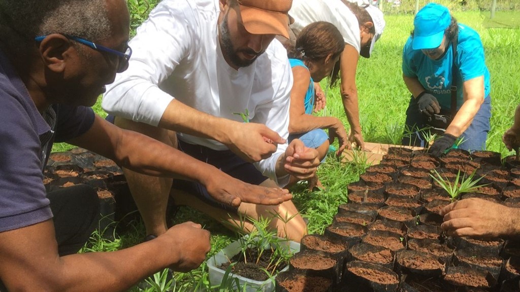 transplante de mudas