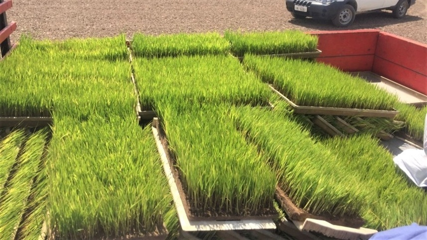 Soluções para plantas murchas após o replantio