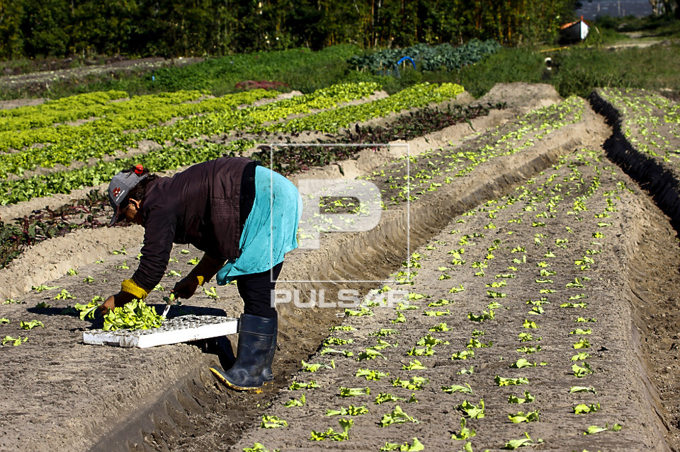 A importância da drenagem no sucesso do transplante de mudas