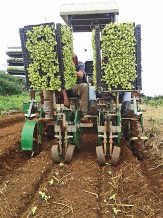 transplante de mudas
