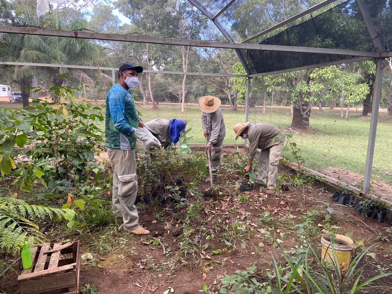 Como escolher o substrato ideal para mudas