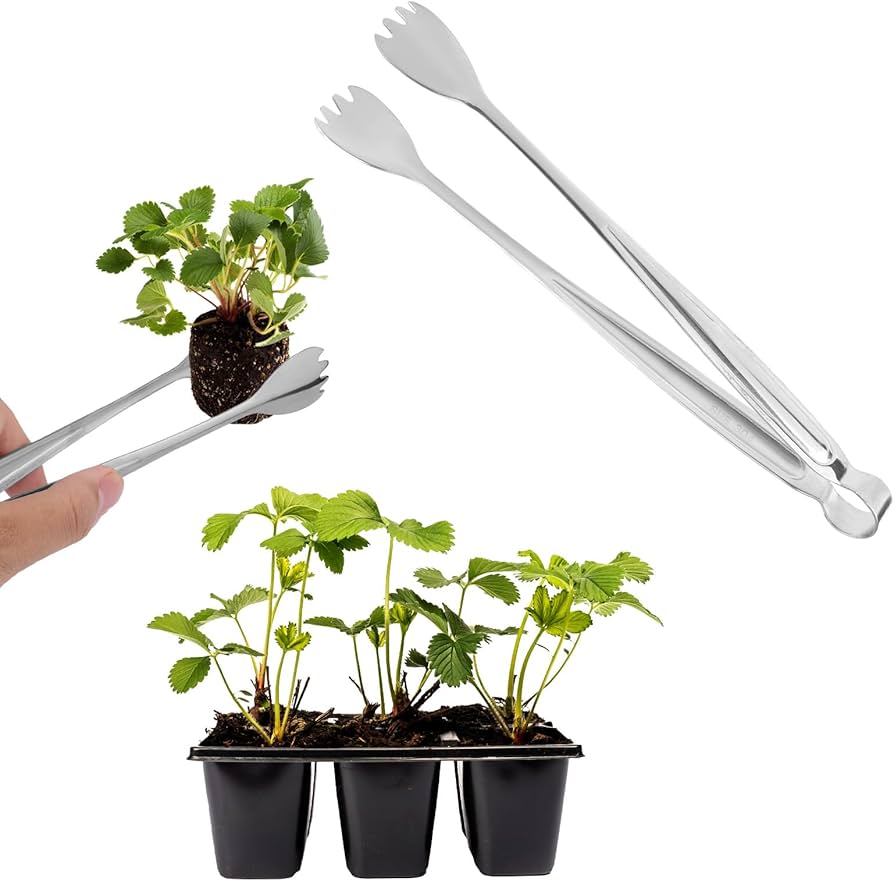 Identificando os sinais de que sua muda está pronta para o transplante