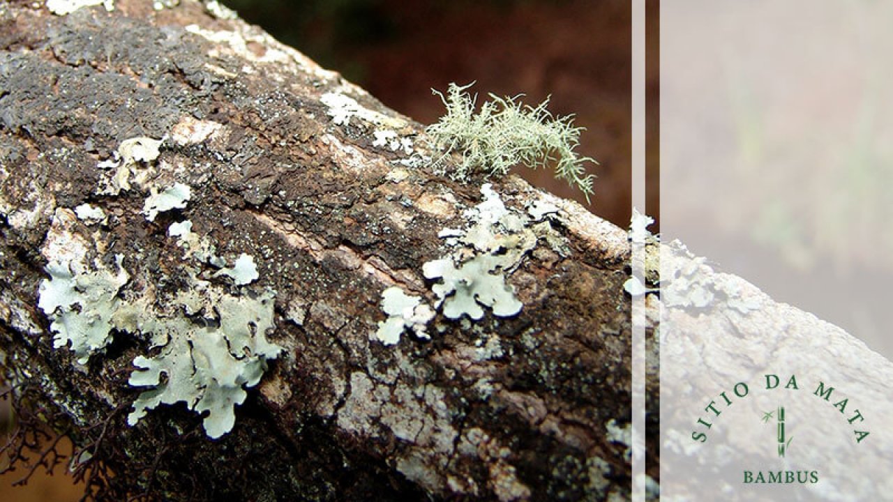 tratamento para fungos em arvores