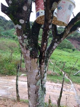 Receitas Caseiras de Fungicidas Naturais para Proteger Suas Plantas