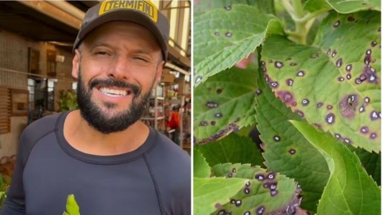 A Importância da Poda e da Circulação de Ar na Prevenção de Doenças Fúngicas