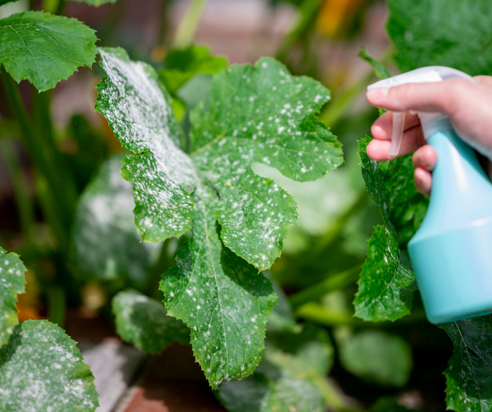 Como Manter a Saúde do Solo para Fortalecer a Imunidade das Árvores