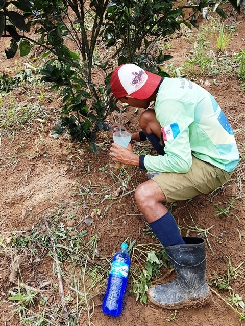 Guia Completo: Identificando os Tipos Comuns de Fungos em Suas Árvores