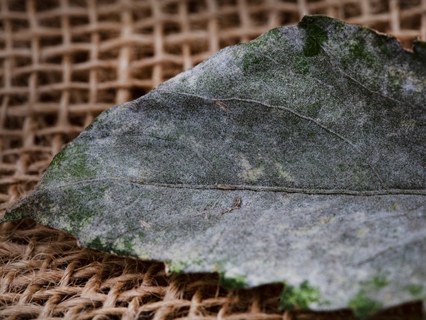 Receitas Caseiras de Fungicidas Naturais para Proteger Suas Plantas