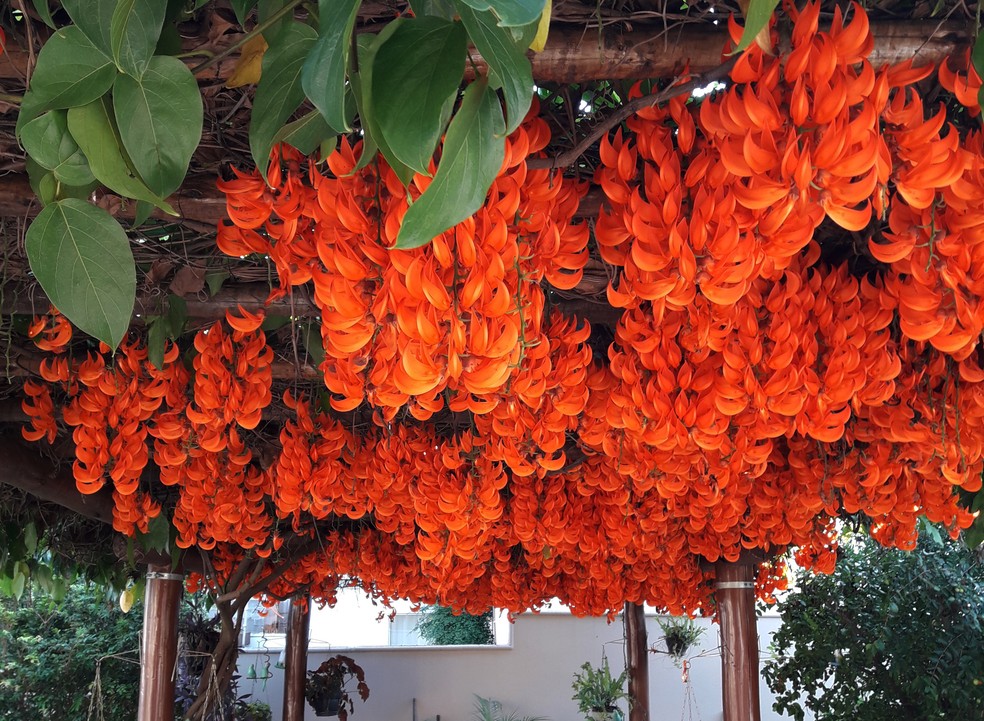 trepadeira jade preço