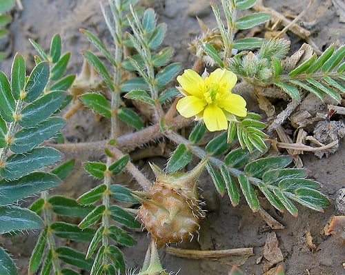 Efeitos Colaterais e Precauções do Uso de Tribulus Terrestris