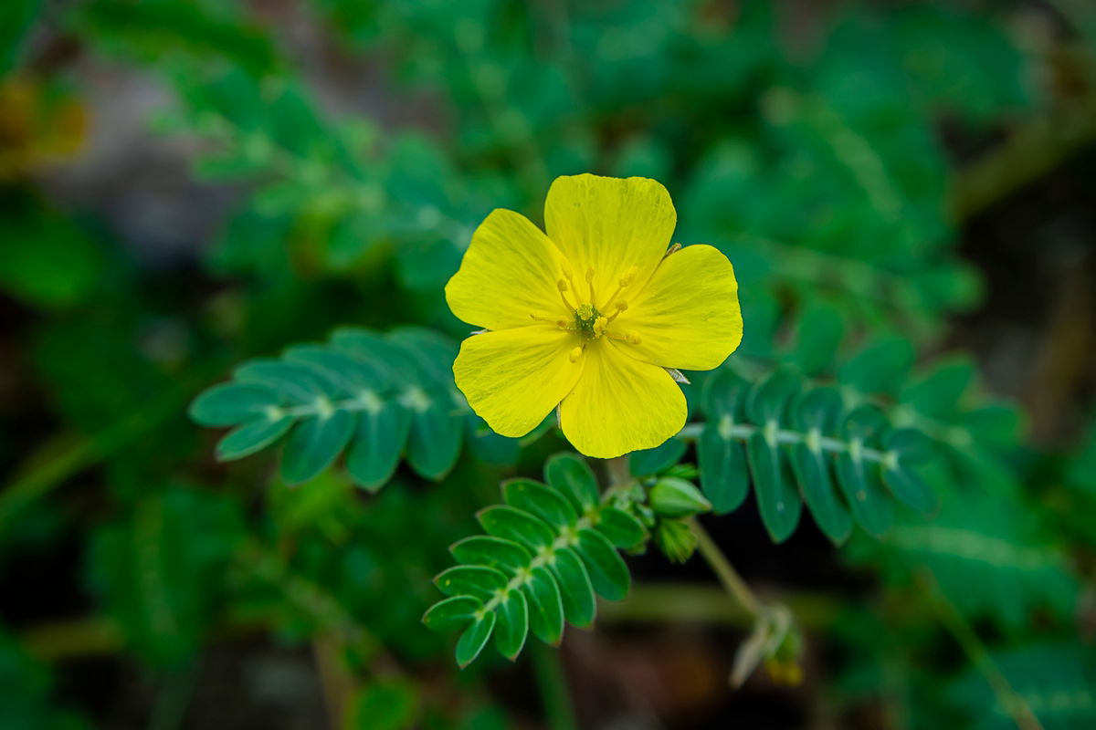 Os 5 Principais Benefícios do Tribulus Terrestris para a Saúde