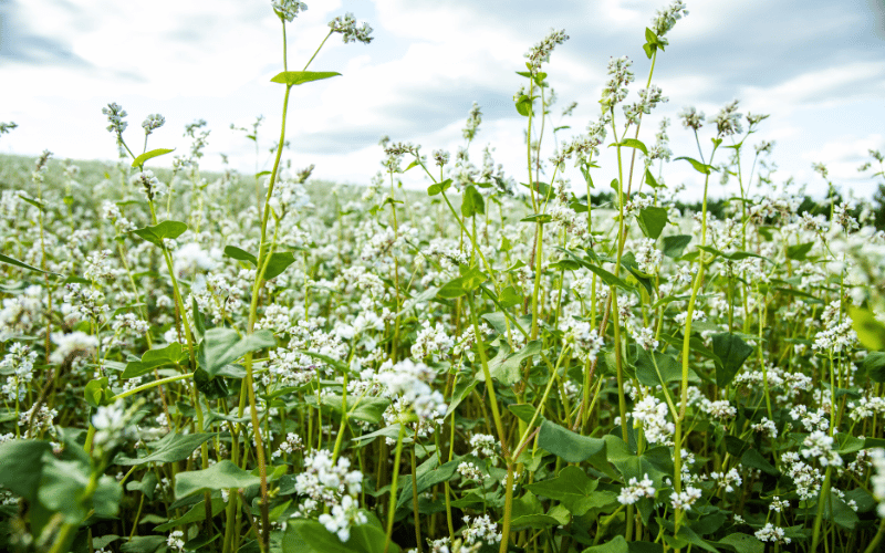 Buckwheat