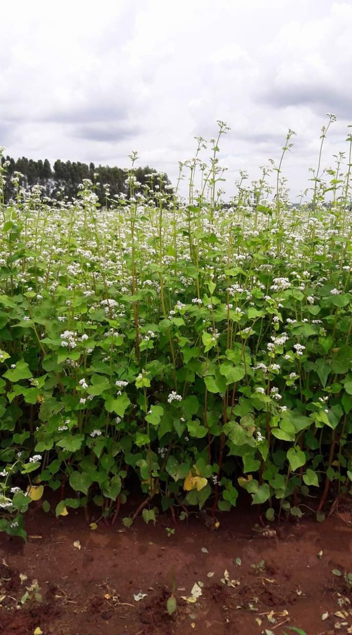 Fagopyrum esculentum