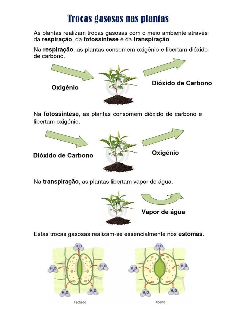 como as árvores realizam trocas gasosas