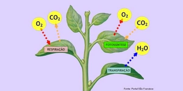 erros comuns sobre fotossíntese em árvores