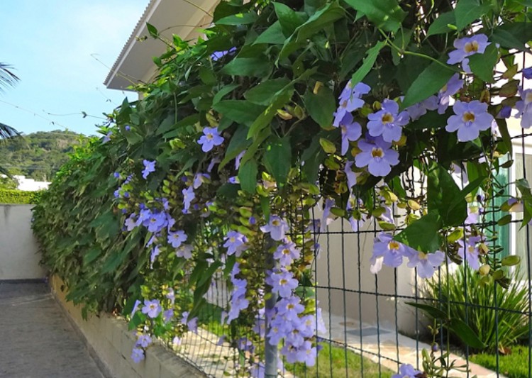 Tumbérgia azul como plantar