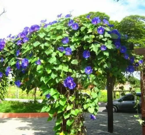 Thunbergia grandiflora cuidados