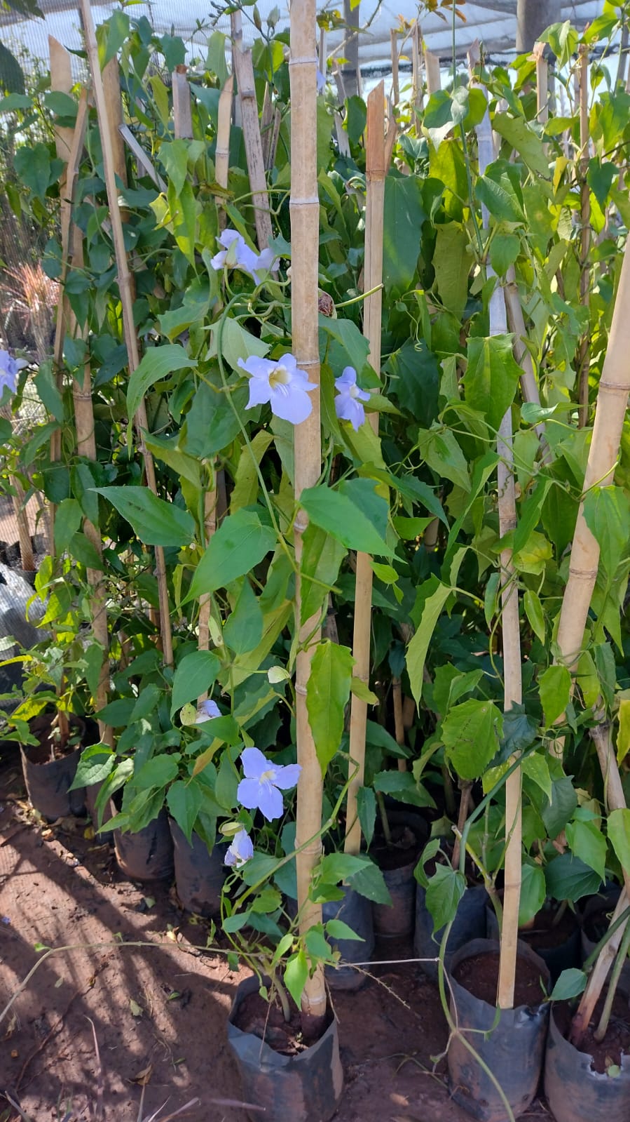 tumbergia grandiflora cores