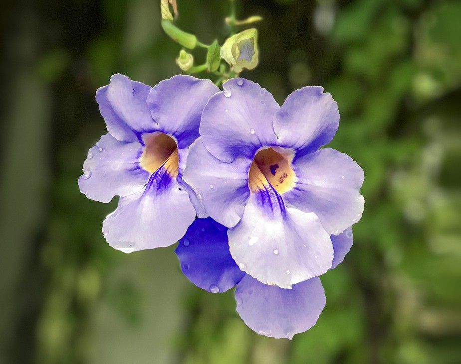 tumbergia azul