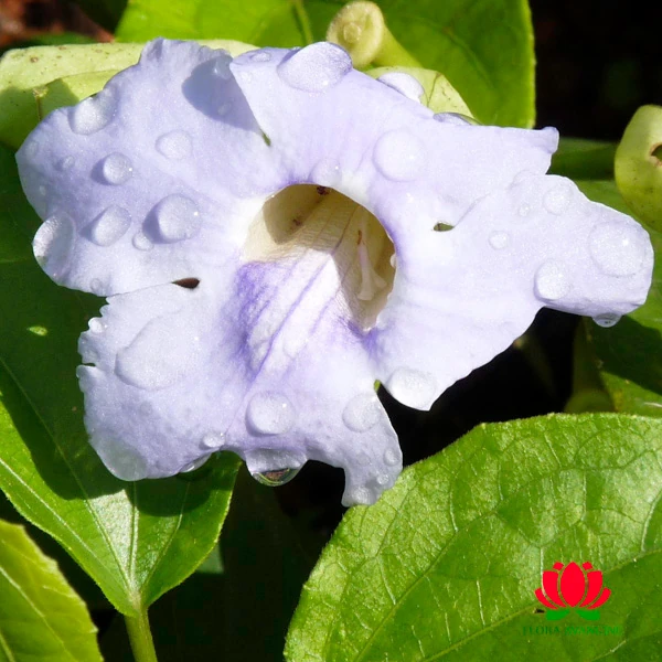 tumbergia vermelha