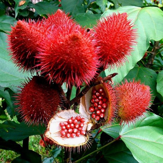 urucum para que serve