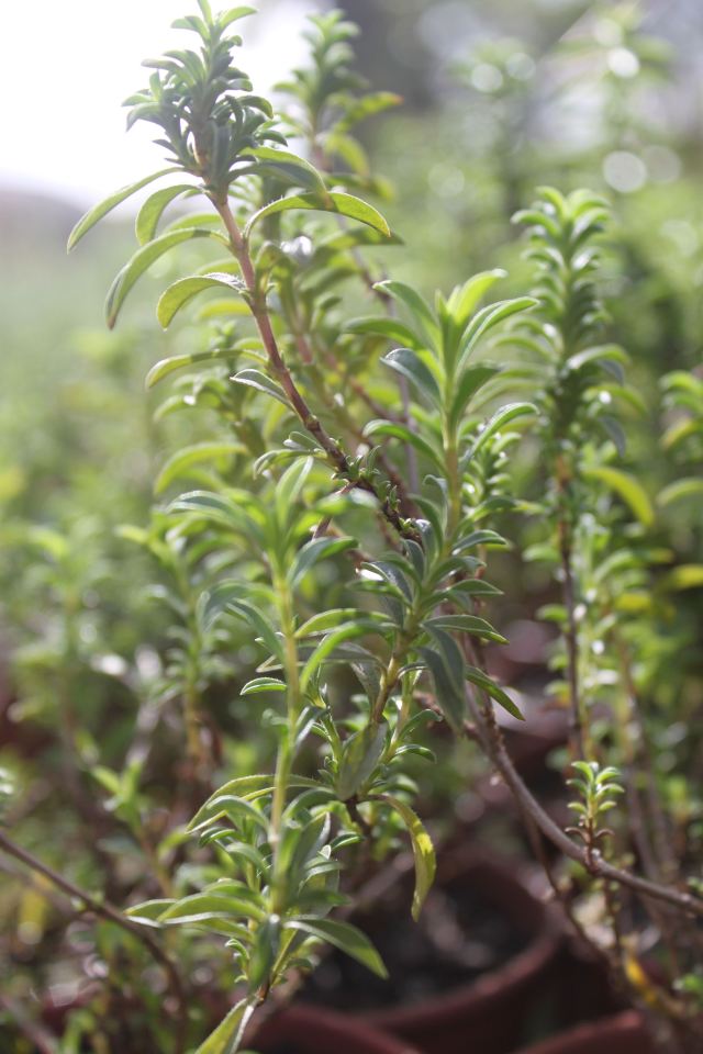 Receitas italianas com segurelha