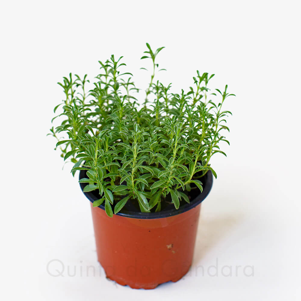 Segurelha vs Tomilho: Qual a diferença?