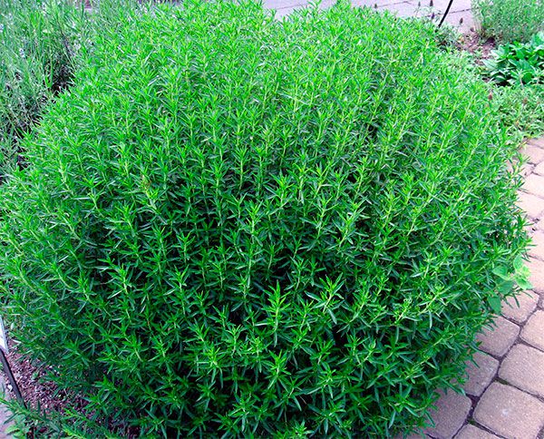 Como cultivar segurelha em casa