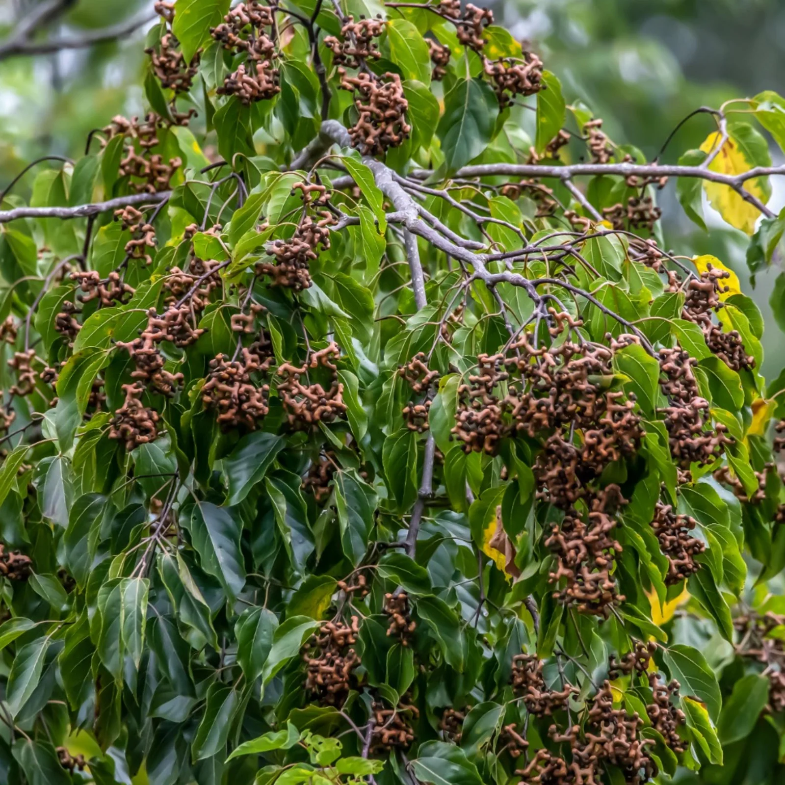 receita de geleia de uva japonesa
