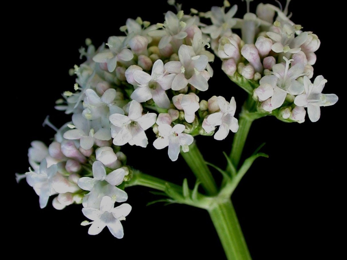 Valeriana vs Camomila: Qual a melhor opção para dormir?