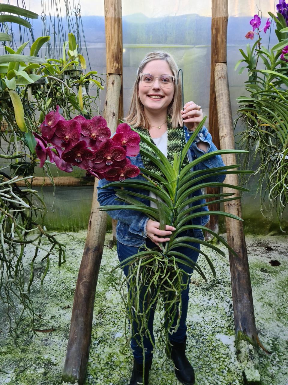 Orquídea Vanda cultivo