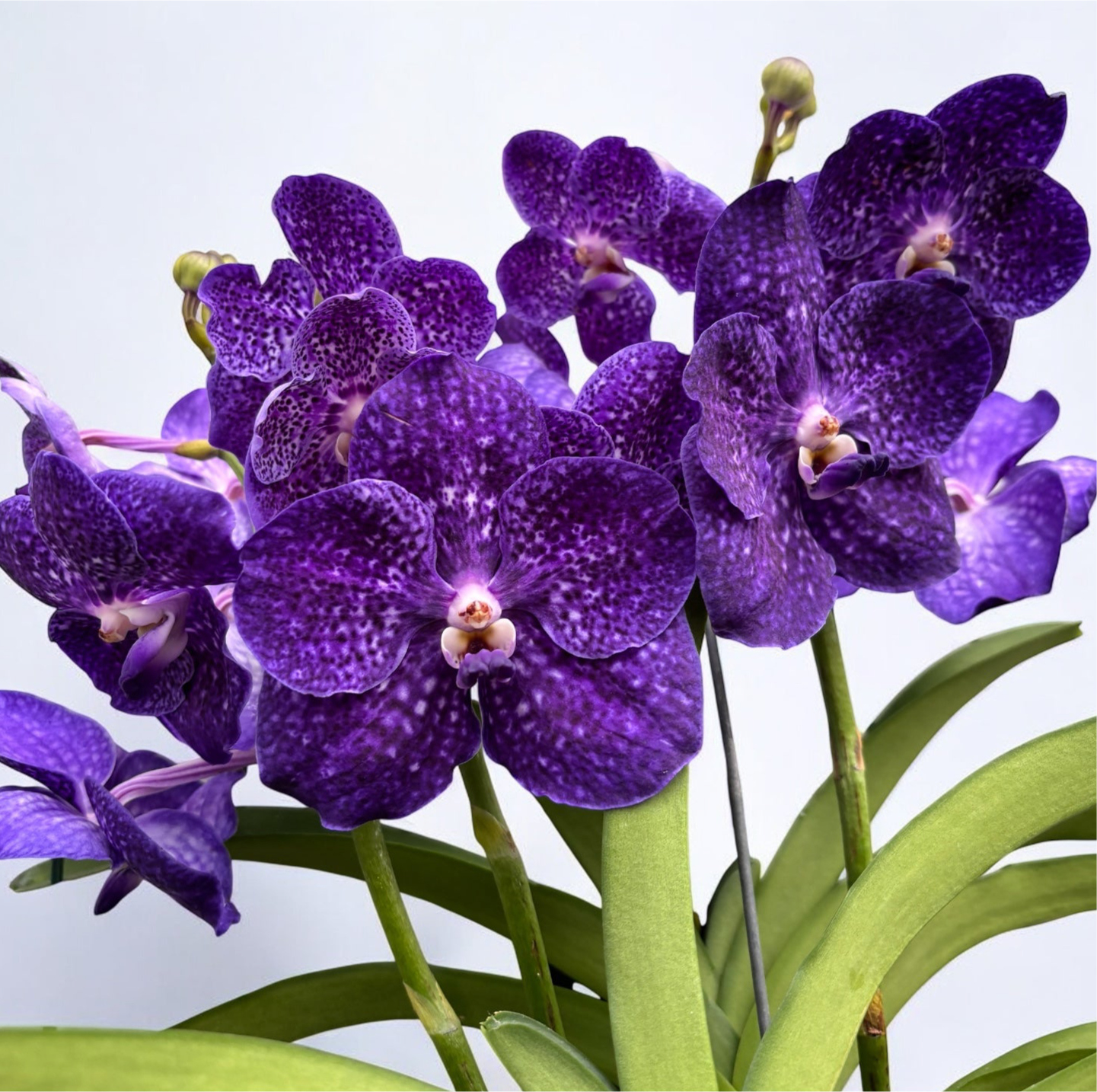 Vanda raízes aéreas