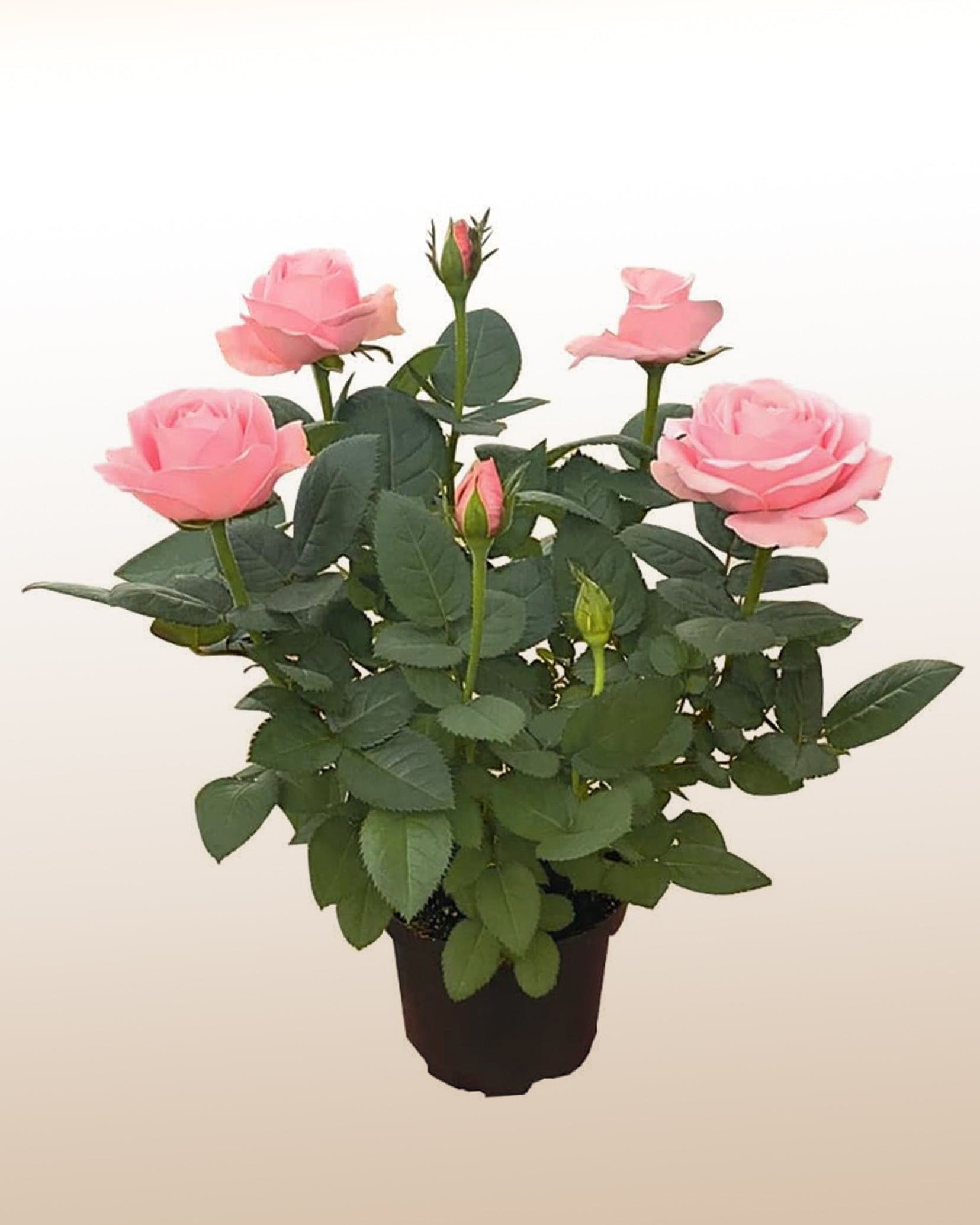 vaso de rosas brancas