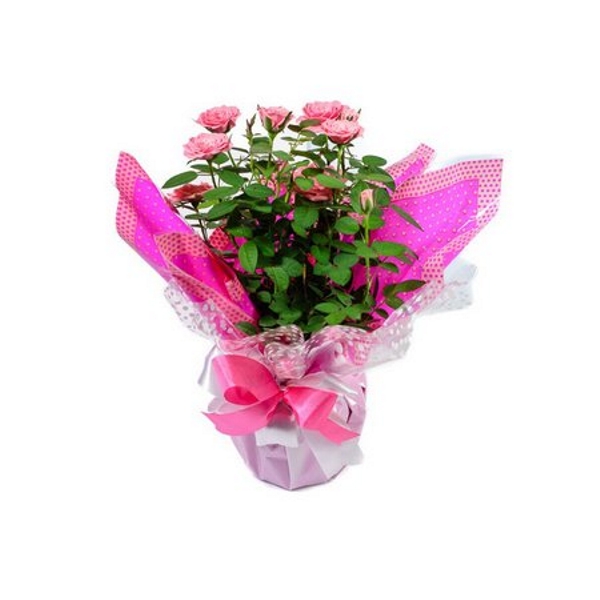 vaso de rosas em cerâmica
