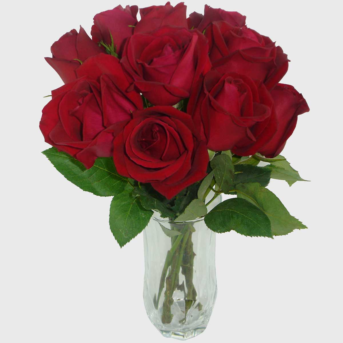 como plantar rosas em vaso