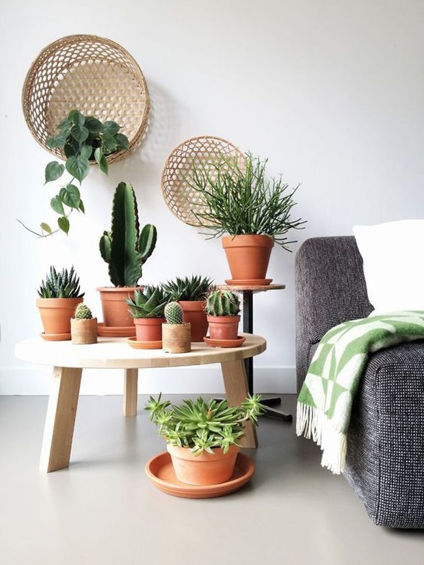 vasos para plantas específicas (cactos, suculentas, plantas que gostam de umidade)