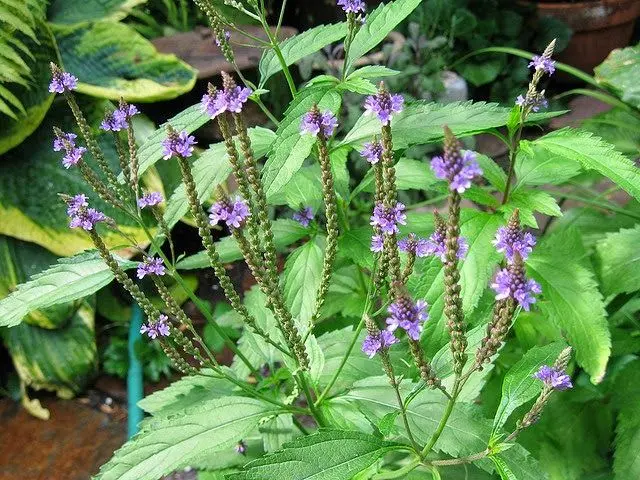 verbena planta