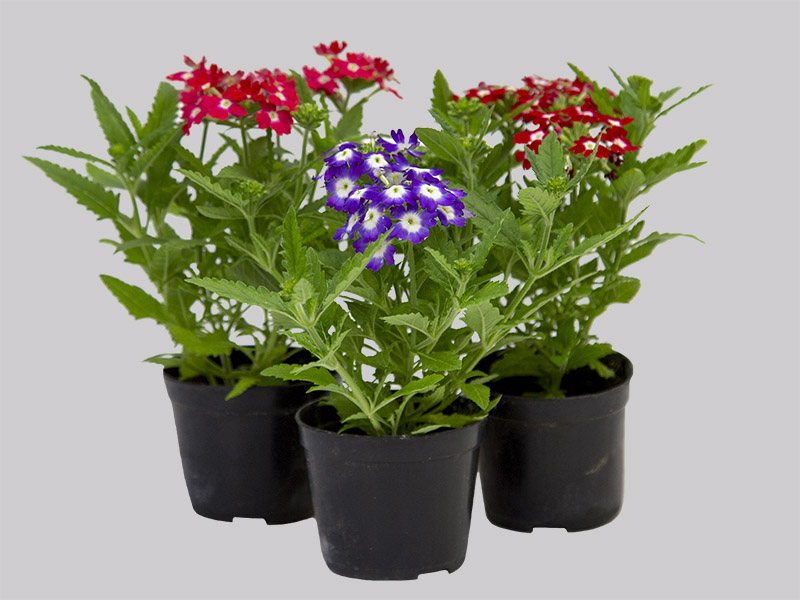 verbena significado