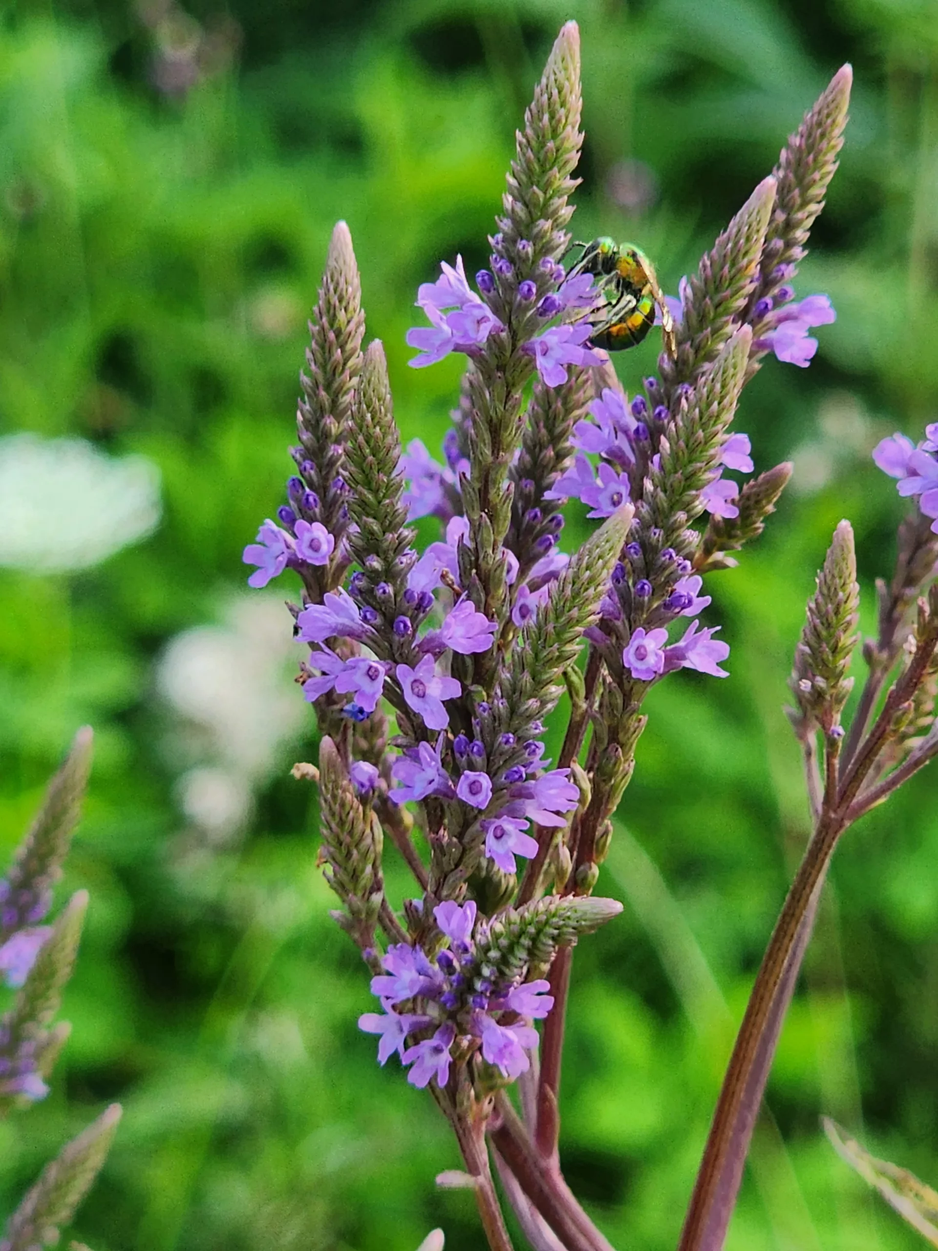 verbena como cuidar