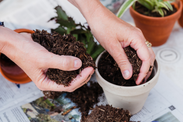 vermicompostagem para apartamentos