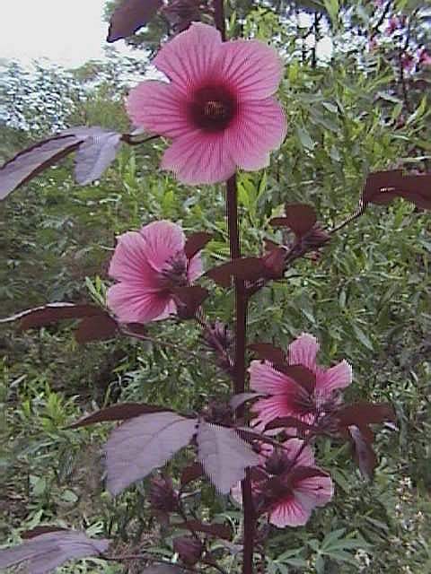vinagreira roxa para que serve