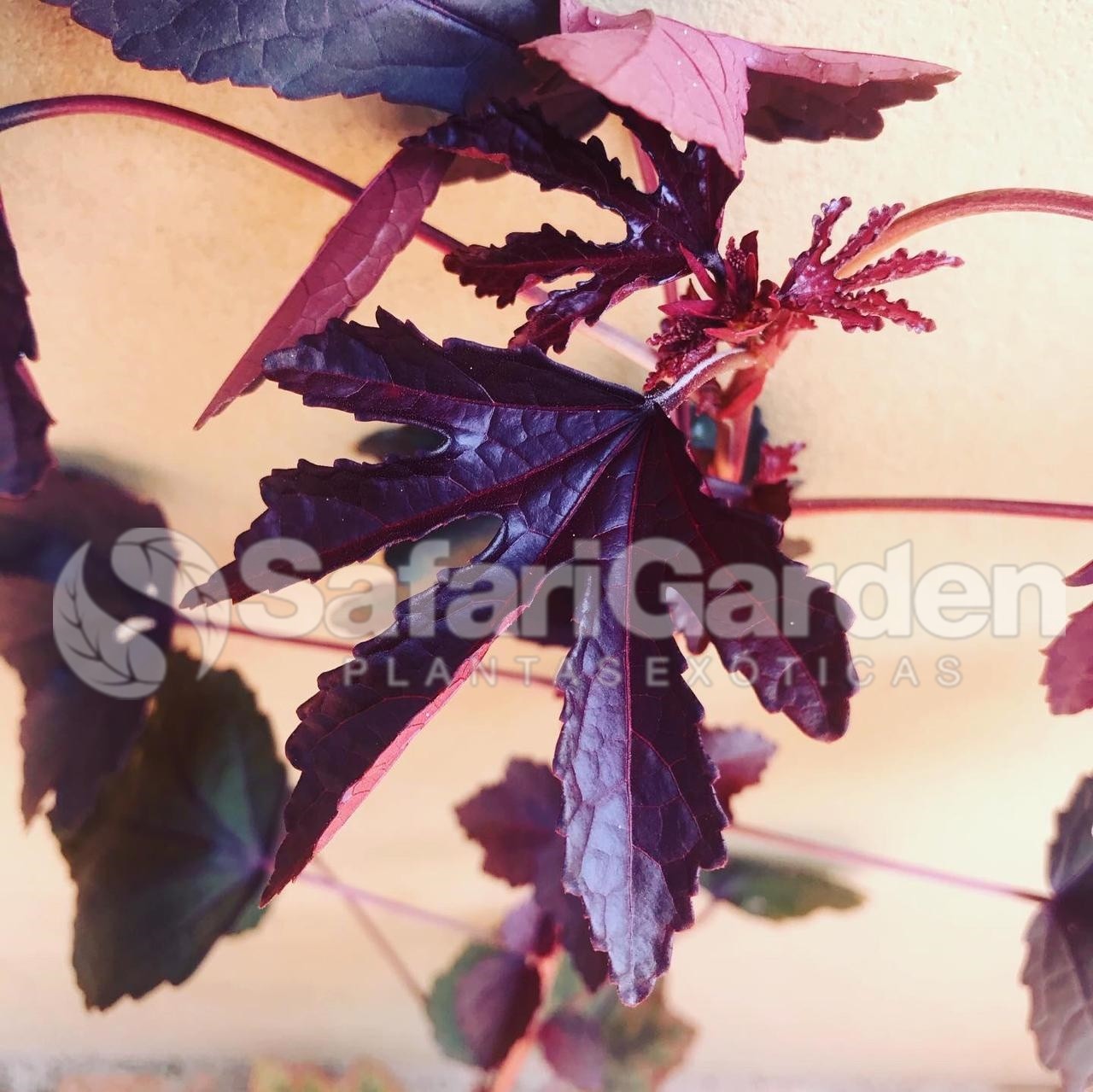 vinagreira roxa benefícios