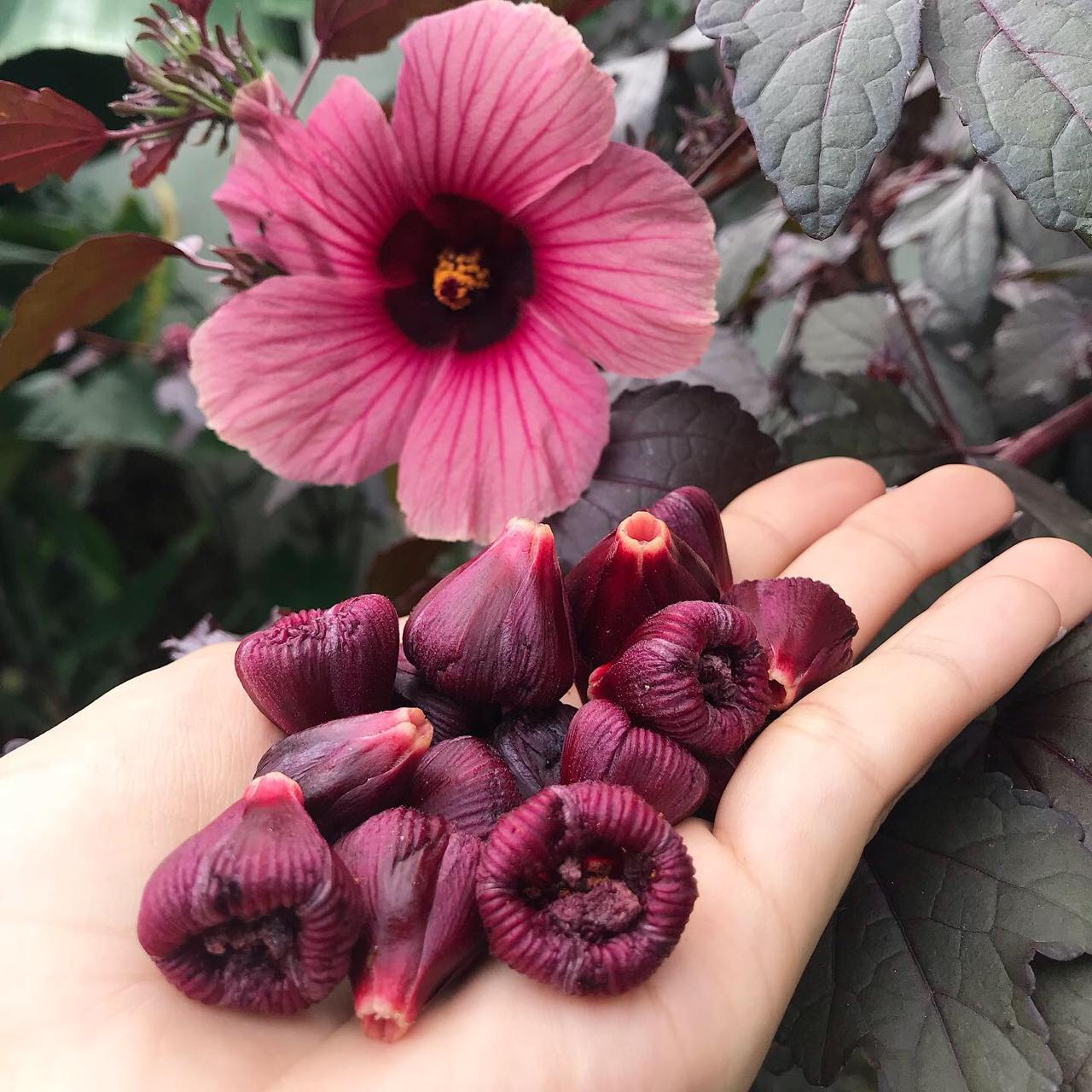 vinagreira roxa receitas